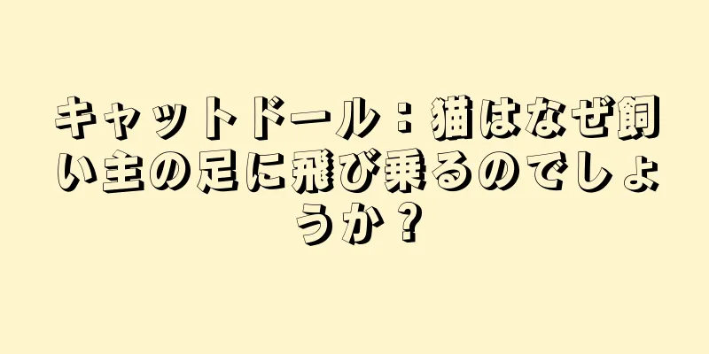 キャットドール：猫はなぜ飼い主の足に飛び乗るのでしょうか？