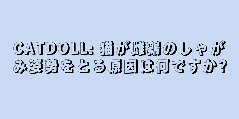 CATDOLL: 猫が雌鶏のしゃがみ姿勢をとる原因は何ですか?