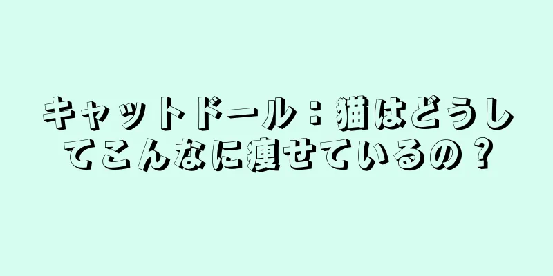 キャットドール：猫はどうしてこんなに痩せているの？