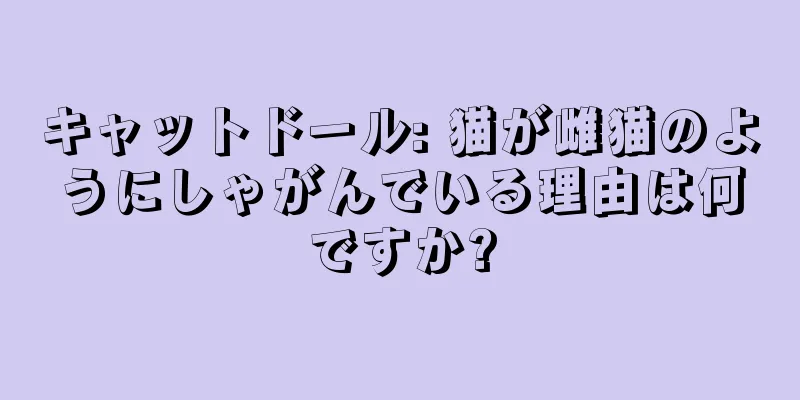 キャットドール: 猫が雌猫のようにしゃがんでいる理由は何ですか?