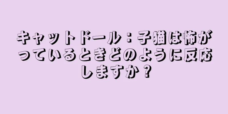 キャットドール：子猫は怖がっているときどのように反応しますか？