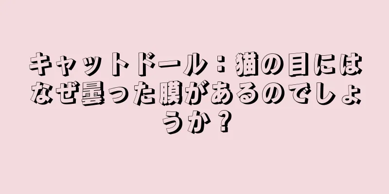キャットドール：猫の目にはなぜ曇った膜があるのでしょうか？