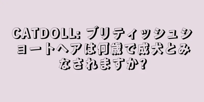 CATDOLL: ブリティッシュショートヘアは何歳で成犬とみなされますか?