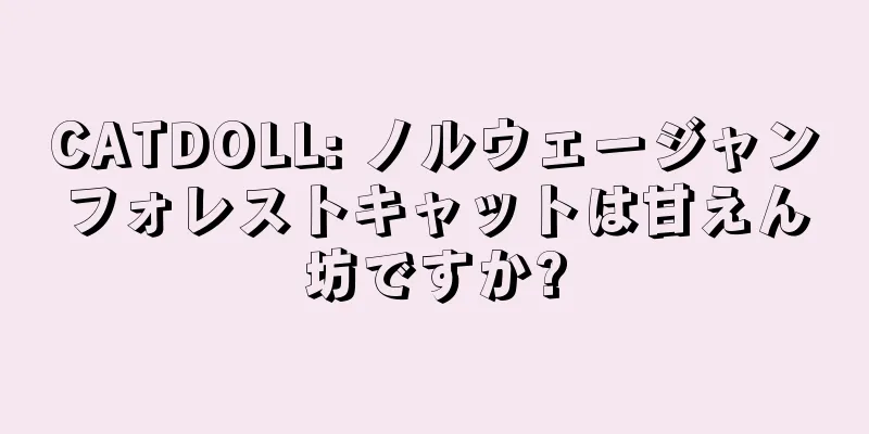 CATDOLL: ノルウェージャンフォレストキャットは甘えん坊ですか?