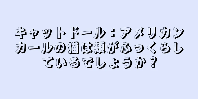 キャットドール：アメリカンカールの猫は頬がふっくらしているでしょうか？
