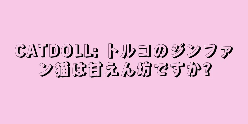 CATDOLL: トルコのジンファン猫は甘えん坊ですか?