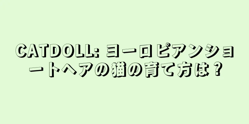 CATDOLL: ヨーロピアンショートヘアの猫の育て方は？