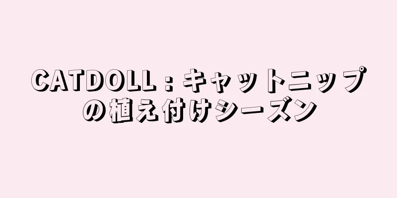 CATDOLL : キャットニップの植え付けシーズン