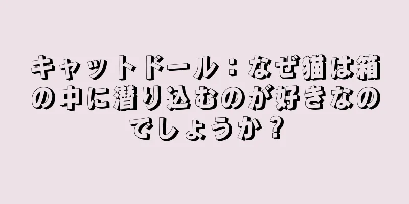 キャットドール：なぜ猫は箱の中に潜り込むのが好きなのでしょうか？
