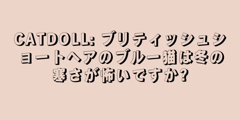 CATDOLL: ブリティッシュショートヘアのブルー猫は冬の寒さが怖いですか?