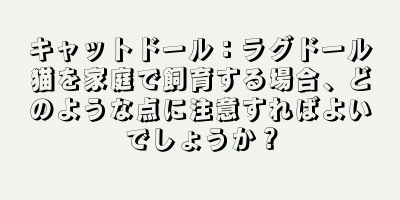 キャットドール：ラグドール猫を家庭で飼育する場合、どのような点に注意すればよいでしょうか？