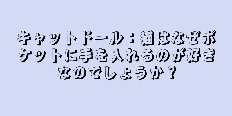 キャットドール：猫はなぜポケットに手を入れるのが好きなのでしょうか？