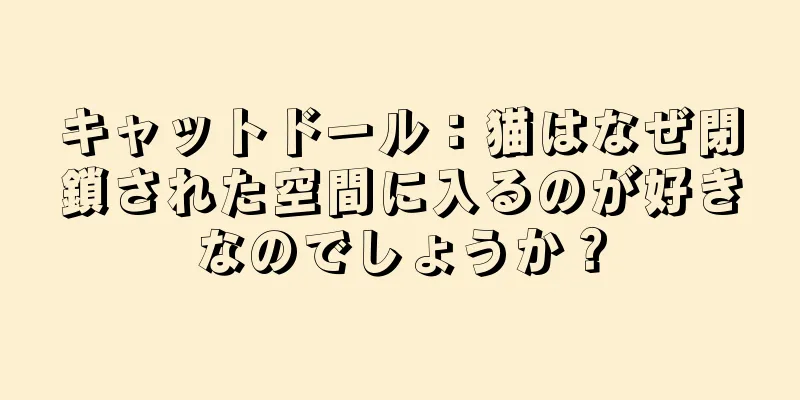 キャットドール：猫はなぜ閉鎖された空間に入るのが好きなのでしょうか？