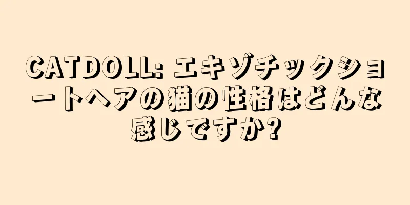 CATDOLL: エキゾチックショートヘアの猫の性格はどんな感じですか?