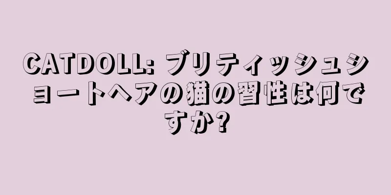 CATDOLL: ブリティッシュショートヘアの猫の習性は何ですか?