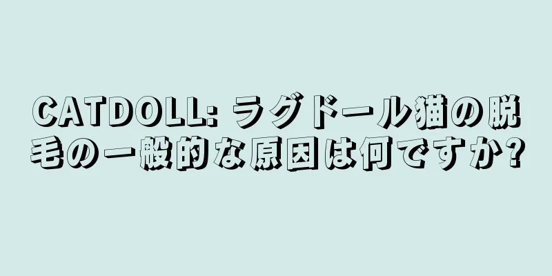 CATDOLL: ラグドール猫の脱毛の一般的な原因は何ですか?