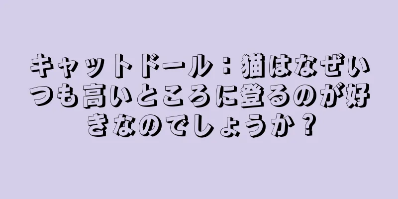 キャットドール：猫はなぜいつも高いところに登るのが好きなのでしょうか？
