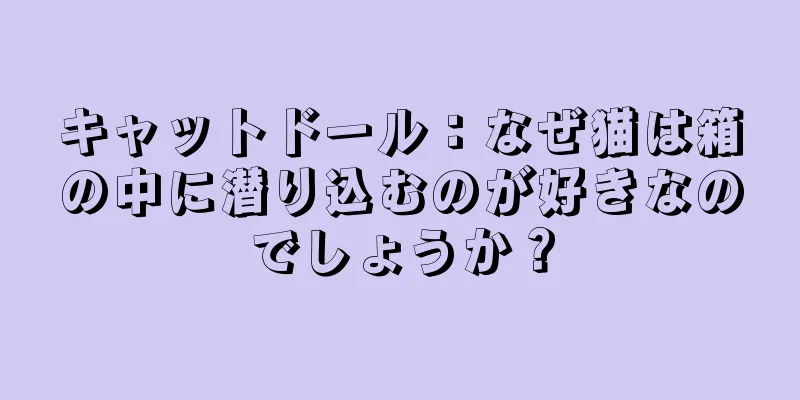 キャットドール：なぜ猫は箱の中に潜り込むのが好きなのでしょうか？