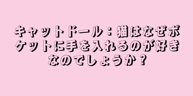 キャットドール：猫はなぜポケットに手を入れるのが好きなのでしょうか？
