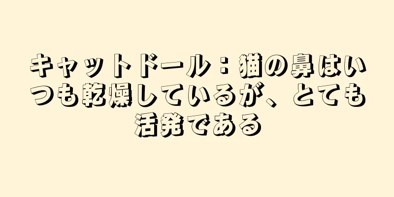 キャットドール：猫の鼻はいつも乾燥しているが、とても活発である