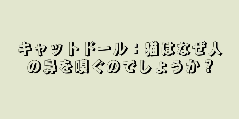 キャットドール：猫はなぜ人の鼻を嗅ぐのでしょうか？