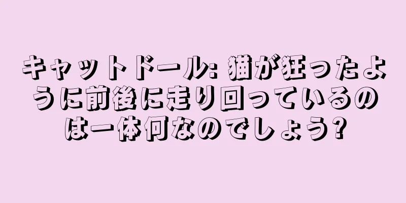 キャットドール: 猫が狂ったように前後に走り回っているのは一体何なのでしょう?