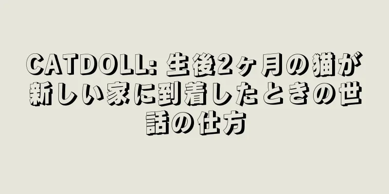 CATDOLL: 生後2ヶ月の猫が新しい家に到着したときの世話の仕方