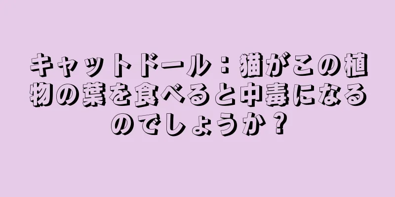 キャットドール：猫がこの植物の葉を食べると中毒になるのでしょうか？