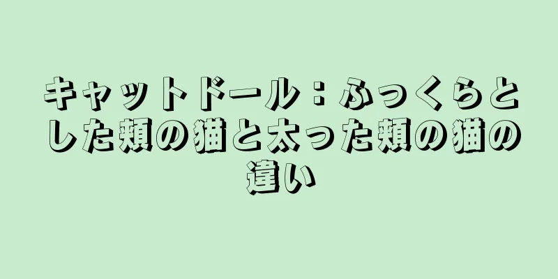 キャットドール：ふっくらとした頬の猫と太った頬の猫の違い