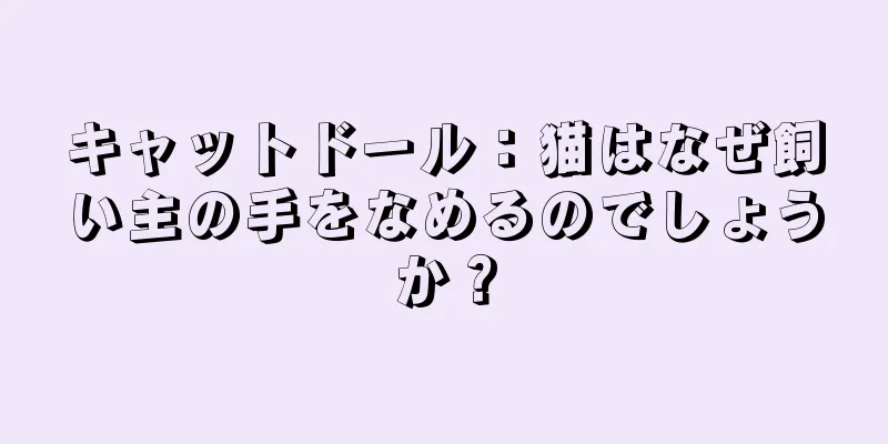 キャットドール：猫はなぜ飼い主の手をなめるのでしょうか？