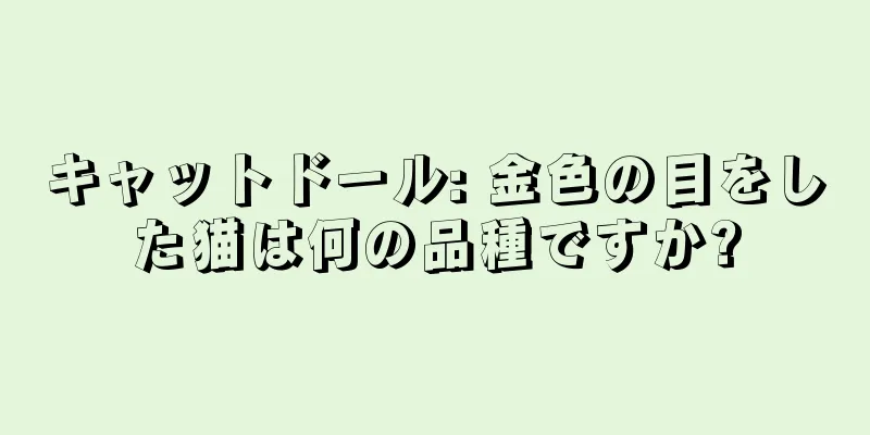キャットドール: 金色の目をした猫は何の品種ですか?