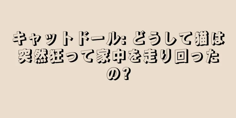 キャットドール: どうして猫は突然狂って家中を走り回ったの?