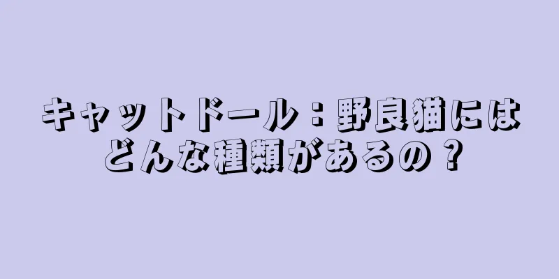 キャットドール：野良猫にはどんな種類があるの？