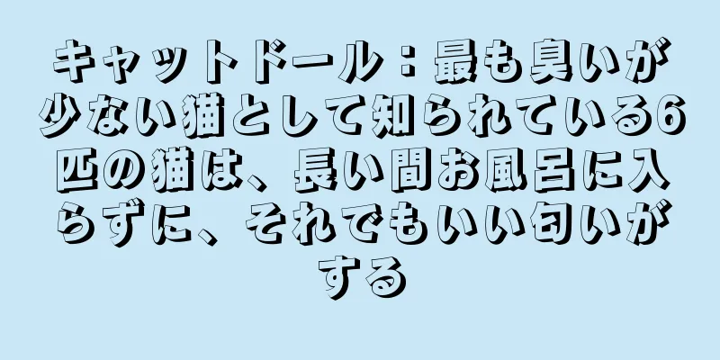 キャットドール：最も臭いが少ない猫として知られている6匹の猫は、長い間お風呂に入らずに、それでもいい匂いがする
