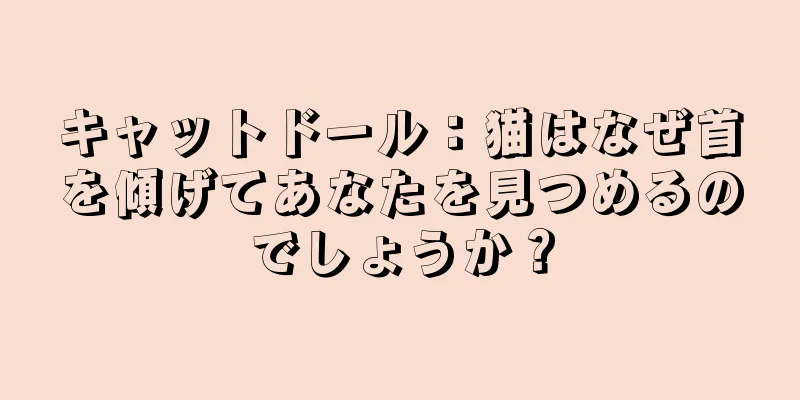 キャットドール：猫はなぜ首を傾げてあなたを見つめるのでしょうか？