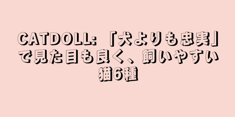 CATDOLL: 「犬よりも忠実」で見た目も良く、飼いやすい猫6種