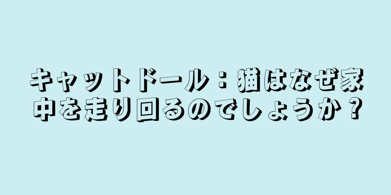 キャットドール：猫はなぜ家中を走り回るのでしょうか？