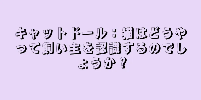 キャットドール：猫はどうやって飼い主を認識するのでしょうか？