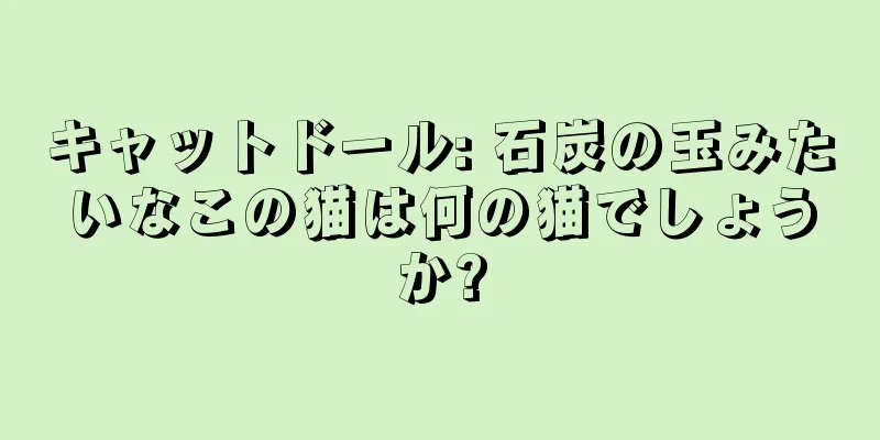 キャットドール: 石炭の玉みたいなこの猫は何の猫でしょうか?