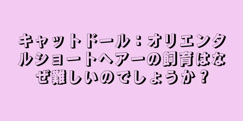 キャットドール：オリエンタルショートヘアーの飼育はなぜ難しいのでしょうか？