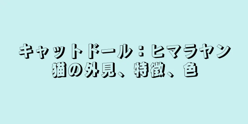 キャットドール：ヒマラヤン猫の外見、特徴、色