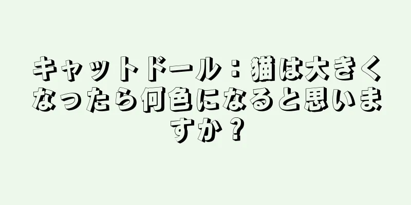 キャットドール：猫は大きくなったら何色になると思いますか？