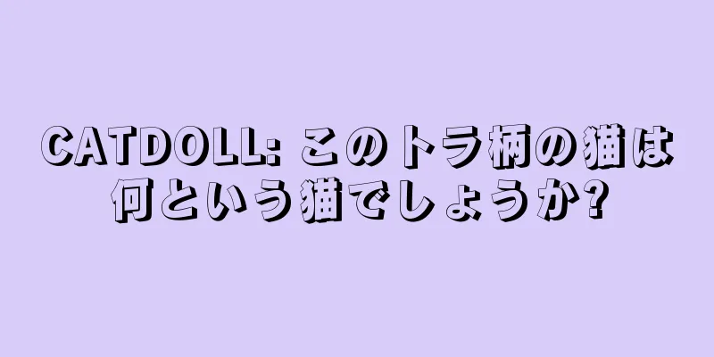 CATDOLL: このトラ柄の猫は何という猫でしょうか?