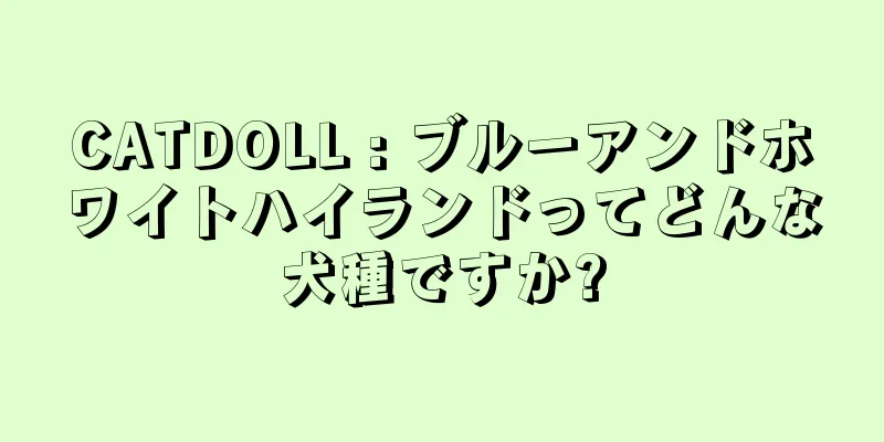 CATDOLL : ブルーアンドホワイトハイランドってどんな犬種ですか?