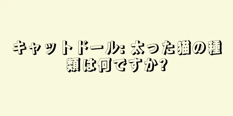 キャットドール: 太った猫の種類は何ですか?