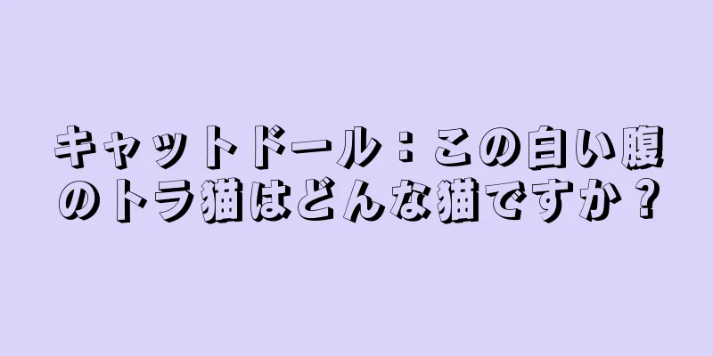 キャットドール：この白い腹のトラ猫はどんな猫ですか？