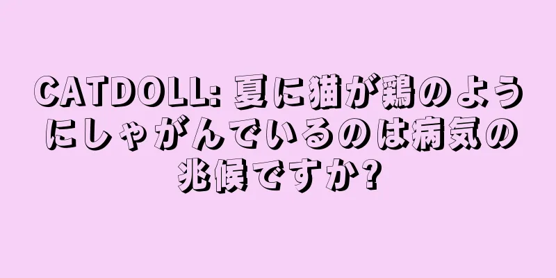 CATDOLL: 夏に猫が鶏のようにしゃがんでいるのは病気の兆候ですか?