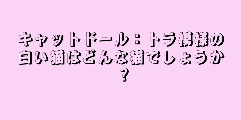 キャットドール：トラ模様の白い猫はどんな猫でしょうか？