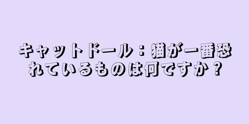キャットドール：猫が一番恐れているものは何ですか？