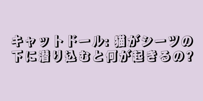 キャットドール: 猫がシーツの下に潜り込むと何が起きるの?
